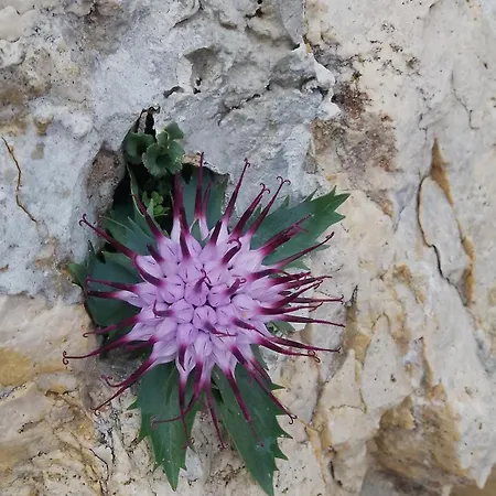 Κατάλυμα σε φάρμα Val Di Ferro Arsiero
